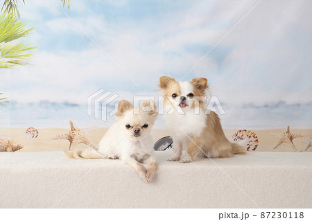 2匹のチワワと夏のビーチ 2匹のチワワと夏のビーチ 87230118
