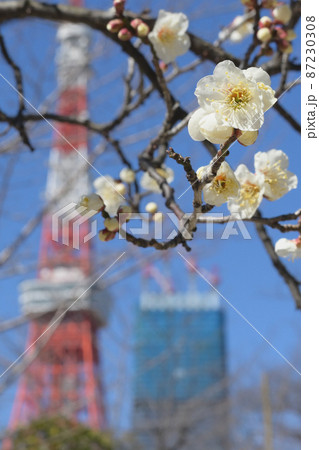(フラワーツーリズム)青空と東京タワーと白い梅 (フラワーツーリズム)青空と東京タワーと白い梅 87230308