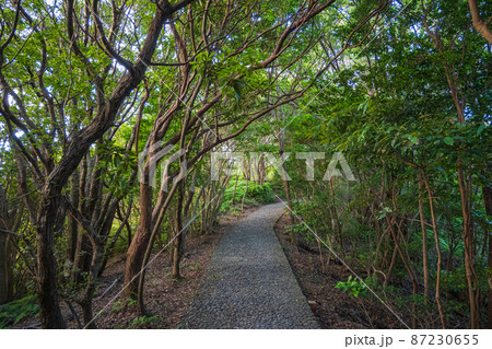 《三重県　志摩市》横山展望台の散歩道 87230655