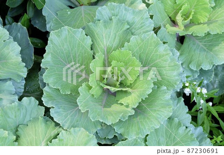 Collard Green Cabbages in Vegetable Garden 87230691