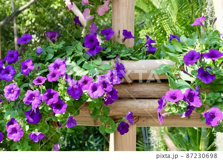Fresh Purple Petunia Flowers in A Garden 87230698