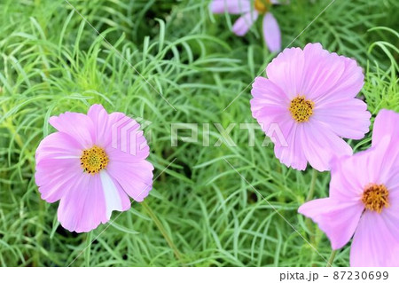 Beautiful Pink Cosmos Flowers in A Garden Beautiful Pink Cosmos Flowers in A Garden 87230699