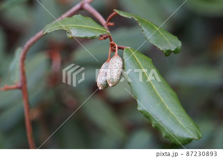 ナワシログミの実 87230893