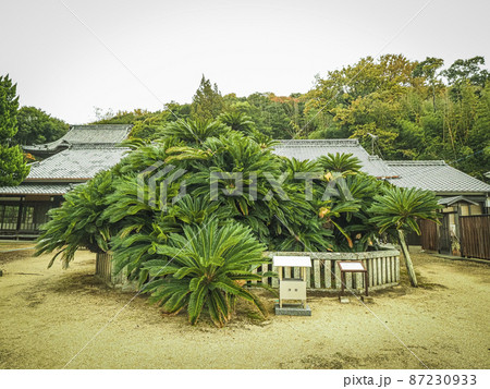 【香川の巨木】誓願寺の大ソテツ 【香川の巨木】誓願寺の大ソテツ 87230933