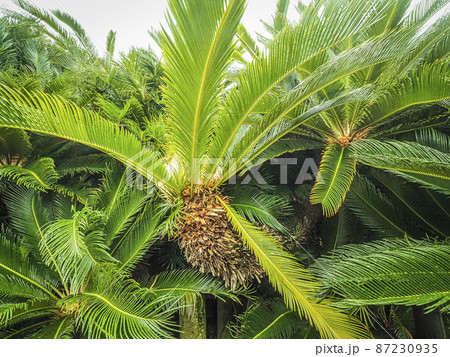 【香川の巨木】誓願寺の大ソテツ 【香川の巨木】誓願寺の大ソテツ 87230935