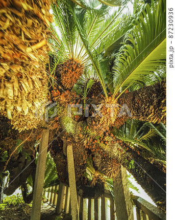 【香川の巨木】誓願寺の大ソテツ 87230936