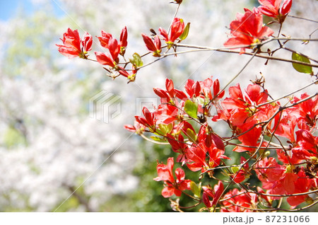 春／満開のヤマツツジと桜 87231066