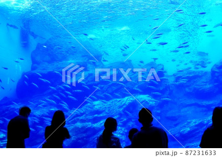 仙台うみの杜水族館　大水槽 87231633