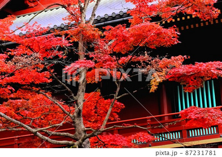 赤く染まる神社と紅葉 87231781