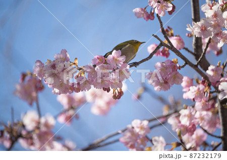 メジロもおどる河津桜 メジロもおどる河津桜 87232179
