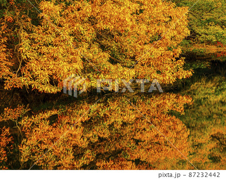 【香川】小豆島 寒霞渓の紅葉 87232442