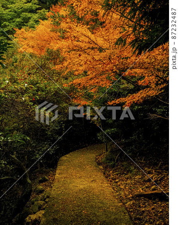 【香川】小豆島 寒霞渓の紅葉 87232487