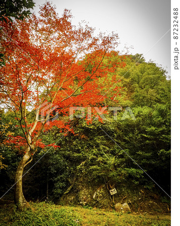 【香川】小豆島 寒霞渓の紅葉 【香川】小豆島 寒霞渓の紅葉 87232488