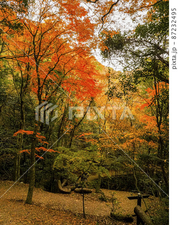 【香川】小豆島 寒霞渓の紅葉 【香川】小豆島 寒霞渓の紅葉 87232495