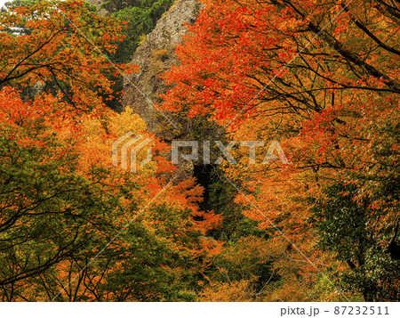 【香川】小豆島 寒霞渓の紅葉 【香川】小豆島 寒霞渓の紅葉 87232511