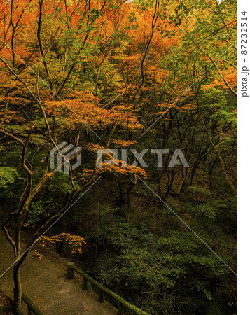 【香川】小豆島 寒霞渓の紅葉 【香川】小豆島 寒霞渓の紅葉 87232514
