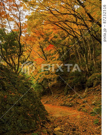 【香川】小豆島 寒霞渓の紅葉 【香川】小豆島 寒霞渓の紅葉 87232516