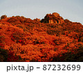 【香川】小豆島 寒霞渓の紅葉 87232699
