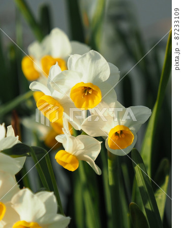 スイセン(自然質感) 87233109