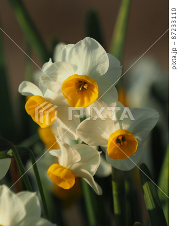 スイセン(自然質感) スイセン(自然質感) 87233110