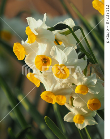 スイセン(自然質感) スイセン(自然質感) 87233112