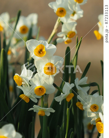 スイセン(自然質感) 87233113