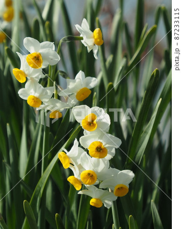 スイセン(自然質感) 87233115