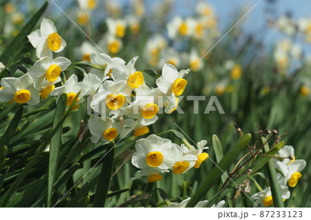 スイセン(自然質感) 87233123