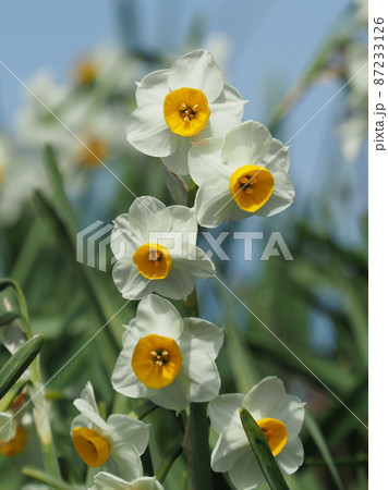 スイセン(自然質感) 87233126