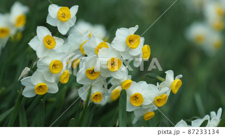 スイセン(自然質感) 87233134