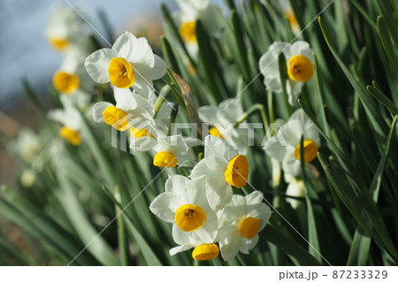 Daffodils Daffodils 87233329