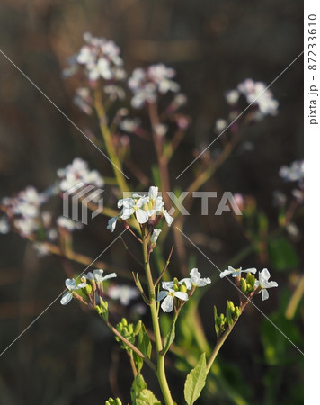 ダイコンの花 ダイコンの花 87233610