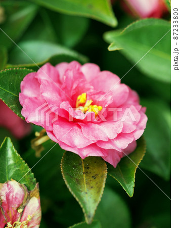 山茶花 (Camellia sasanqua) 山茶花 (Camellia sasanqua) 87233800