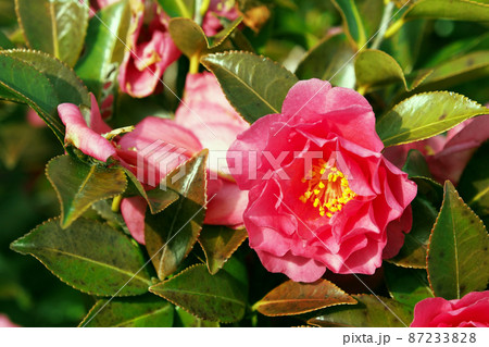 山茶花 (Camellia sasanqua) 山茶花 (Camellia sasanqua) 87233828