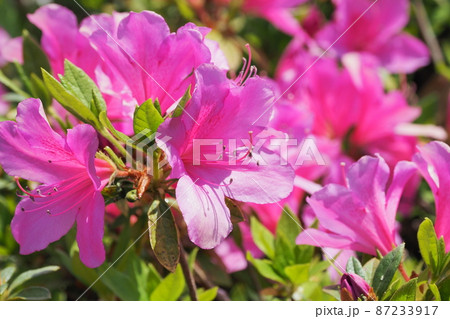 美しいツツジ (azalea) 美しいツツジ (azalea) 87233917