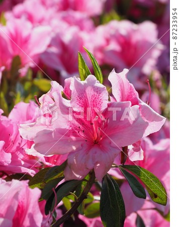 美しいツツジ　(azalea) 87233954