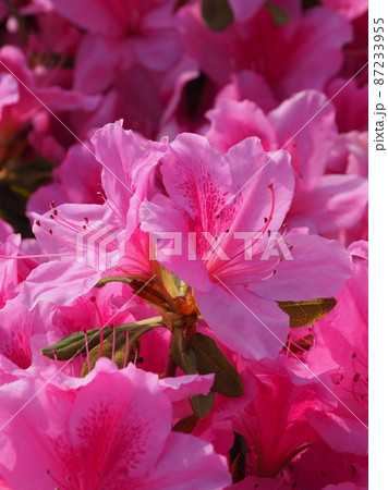 美しいツツジ　(azalea) 87233955