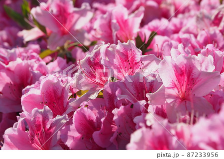 美しいツツジ　(azalea) 87233956