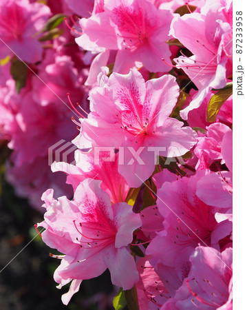 美しいツツジ　(azalea) 87233958