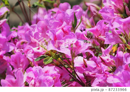 美しいツツジ　(azalea) 87233966