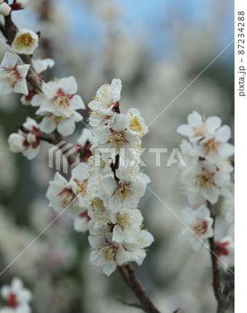本場、太宰府の梅 本場、太宰府の梅 87234288