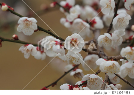 本場、太宰府の梅 本場、太宰府の梅 87234493