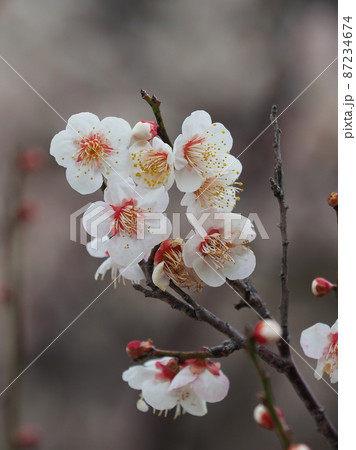 本場、太宰府の梅 87234674