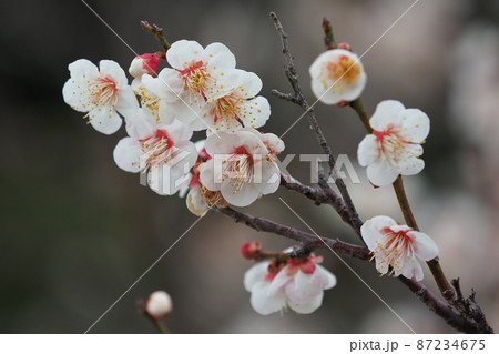 本場、太宰府の梅 87234675