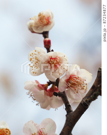 本場、太宰府の梅 87234877