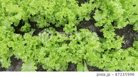 Green lettuce in the garden in the greenhouse. Growing lettuce and vegetables on a farm in a greenhouse in the summer. Agriculture and healthy food concept. 87235996