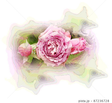 白背景にピンクの薔薇 白背景にピンクの薔薇 87236728