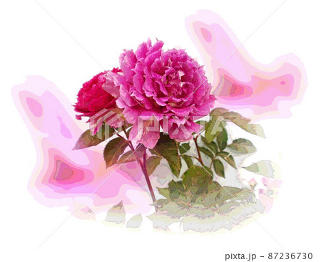 白背景に赤い薔薇 87236730