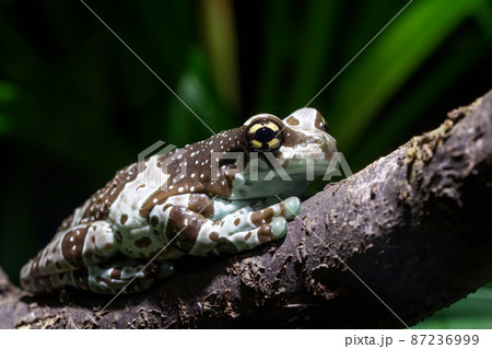 Amazon milk frog - Trachycephalus resinifictrix Amazon milk frog - Trachycephalus resinifictrix 87236999