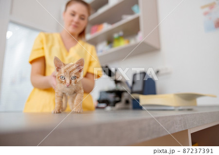 Little kitten being examining in vet clinic Little kitten being examining in vet clinic 87237391